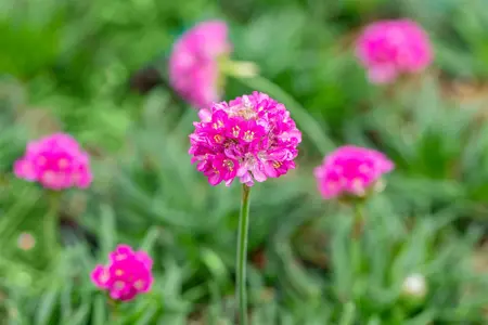 Armeria mar. 'Dusseldorfer Stolz' - PLUG/CELGROWN 100 CEL TRAY - image 2