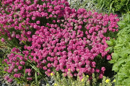 Armeria mar. 'Dusseldorfer Stolz' - PLUG/CELGROWN 100 CEL TRAY - image 1