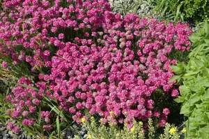 Armeria mar. 'Dusseldorfer Stolz'