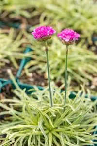 Armeria mar. 'Nifty Thrifthy' 
