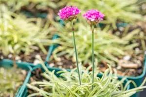 Armeria mar. 'Nifty Thrifthy' - P9 - image 2