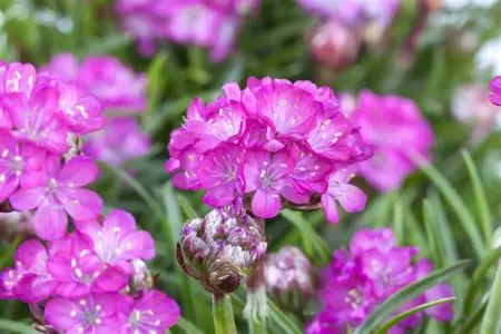 Armeria mar. 'Splendens' - P9