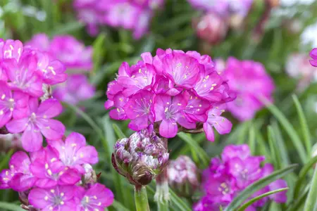 Armeria mar. 'Splendens' - LINERS 24 CEL TRAY P9 SIZE