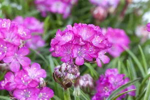 Armeria mar. 'Splendens' - LINERS 24 CEL TRAY P9 SIZE