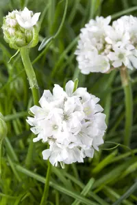 Armeria maritima