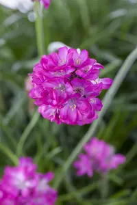 Armeria maritima - 2 Ltr pot - image 2