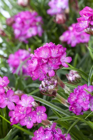 Armeria maritima - 2 Ltr pot - image 5