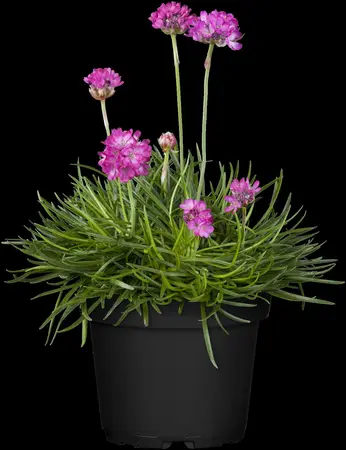 Armeria maritima - 2 Ltr pot - image 3