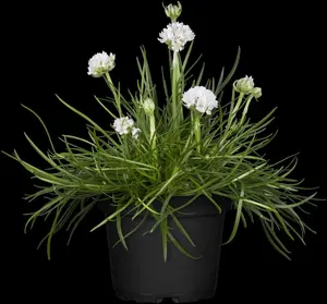Armeria maritima - 2 Ltr pot - image 4