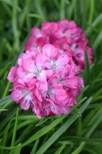 Armeria 'Mont Blanc'