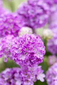 Armeria pseud. 'Ballerina Lilac'