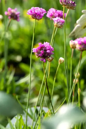 Armeria pseud. 'Ballerina Purple Rose' - P9 - image 2