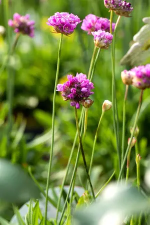Armeria pseud. 'Ballerina Purple Rose' - 2 Ltr pot - image 2