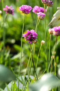 Armeria pseud. 'Ballerina Purple Rose' - 2 Ltr pot - image 2
