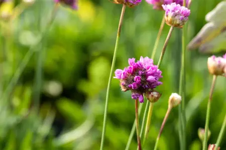 Armeria pseud. 'Ballerina Purple Rose' - P9 - image 3
