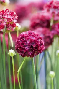 Armeria pseud. 'Ballerina Red'