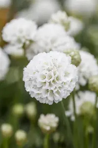 Armeria pseud. 'Ballerina White'