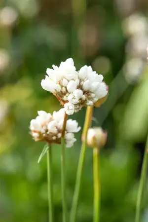Armeria pseud. 'Ballerina White' - P9 - image 2