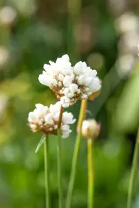 Armeria pseud. 'Ballerina White' - P9 - image 2