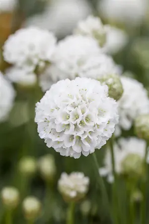 Armeria pseud. 'Ballerina White' - 2 Ltr pot - image 1