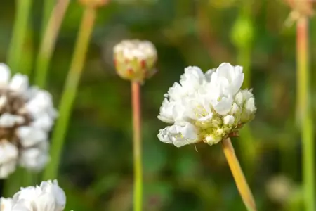 Armeria pseud. 'Ballerina White' - P9 - image 3