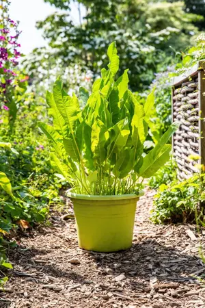 Armoracia rusticana - P9 - image 2