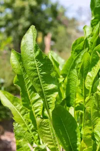 Armoracia rusticana - P9 - image 5