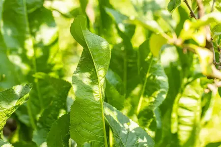 Armoracia rusticana - P9 - image 1