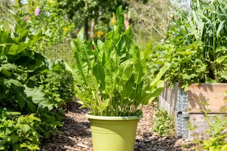 Armoracia rusticana - P9 - image 3