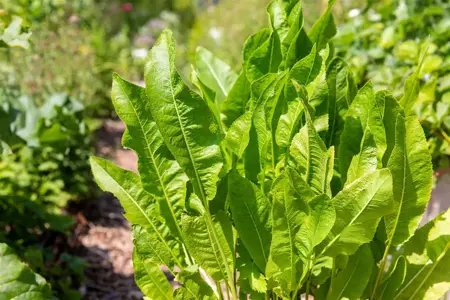 Armoracia rusticana - P9 - image 4