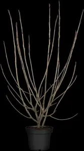 Aronia arbutifolia