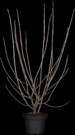 Aronia arbutifolia - 30-40 CM C3