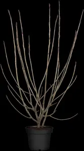 Aronia arbutifolia