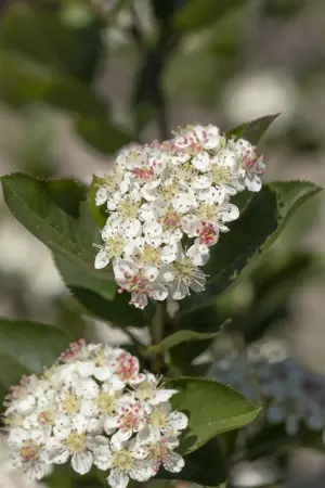 Aronia arbutifolia 'Brilliant' - 3 Ltr pot