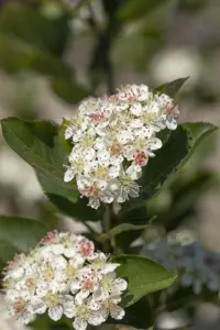 Aronia arbutifolia 'Brilliant'