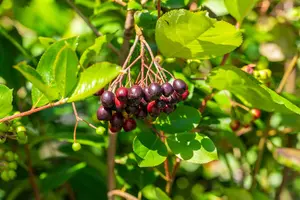 Aronia arbutifolia 'Brilliant' - 100-125 CM C10
