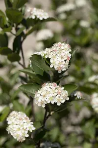 Aronia melanocarpa - 175-200 CM C80 - image 4