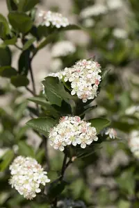 Aronia melanocarpa