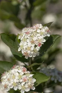 Aronia melanocarpa - 50-60 CM C5 - image 3