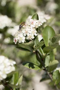 Aronia melanocarpa - 125-150 CM C15 - image 5