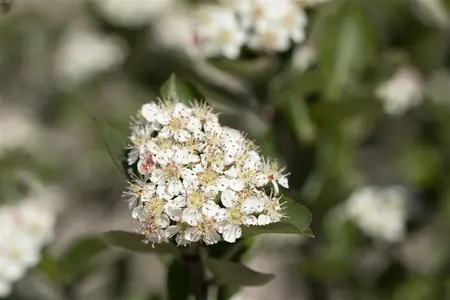 Aronia melanocarpa - 50-60 CM C5 - image 4