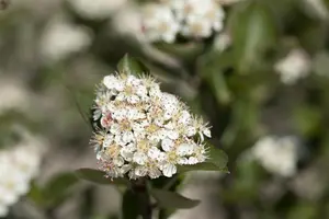 Aronia melanocarpa - 50-60 CM C5 - image 4