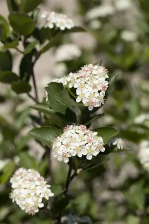 Aronia melanocarpa 'Hugin' - C2, single cane (60 cm)