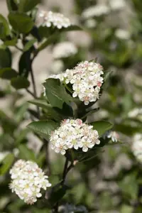 Aronia melanocarpa 'Hugin' - P10.5