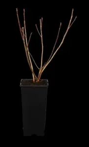 Aronia melanocarpa 'Little Helpers'