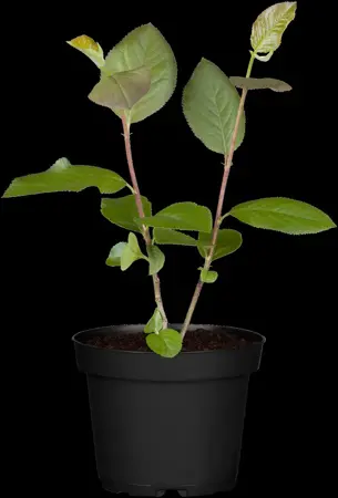 Aronia melanocarpa 'Professor Ed' - 30-40 CM C3 - image 2