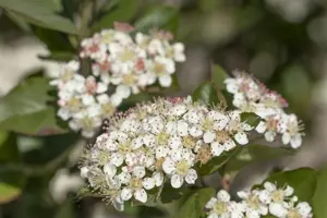 Aronia melanocarpa 'Professor Ed' - 30-40 CM C3 - image 5