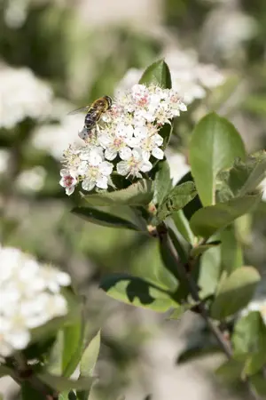 Aronia prunifolia 'Aron' - P10.5 - image 2