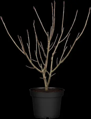 Aronia prunifolia 'Nero' - 2 Ltr, 3 canes - image 1
