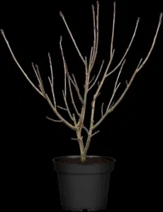 Aronia prunifolia 'Nero'